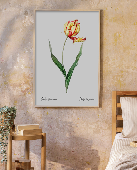 Plakat tulipan ogrodowy